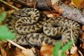 Riđovka, Viper&hellip;