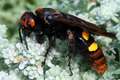 Scolia flavifr&hellip;