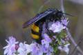 Scolia hirta, &hellip;