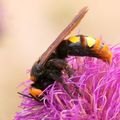 Scolia maculat&hellip;