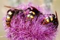 Scolia maculat&hellip;