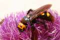 Scolia maculat&hellip;