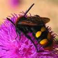Scolia flavifr&hellip;