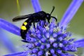 Scolia qudripu&hellip;