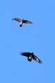 Siva vrana vs.&hellip;