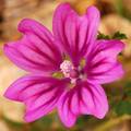 Sljez, Malva s&hellip;