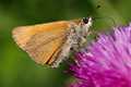 Smeđi debelogl&hellip;