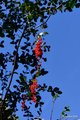 Smilax aspera