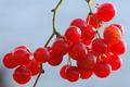 Smilax aspera &hellip;