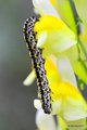 Sovica lanilis&hellip;