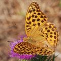 Srebrnopisana &hellip;