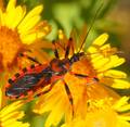 Stjenica uboji&hellip;