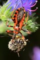 Stjenica uboji&hellip;