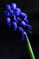 Muscari neglec&hellip;