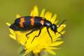 Trichodes apia&hellip;