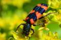 Trichodes apia&hellip;