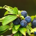 Trnina, Prunus&hellip;