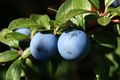 Trnina, Prunus&hellip;