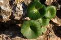 Umbilicus rupe&hellip;