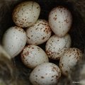 Velika sjenica&hellip;