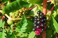 Vinobojka, Phy&hellip;