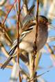 Zeba, Fringill&hellip;