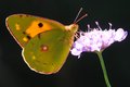 Zlatna osmica,&hellip;