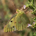 Zlatna osmica,&hellip;