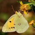Zlatna osmica,&hellip;