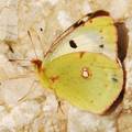 Zlatna osmica,&hellip;
