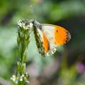 Zorica,  Antho&hellip;