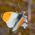 Zorica, Anthoc&hellip;