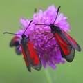 Zygaena purpur&hellip;