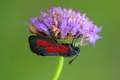 Zygaena purpur&hellip;