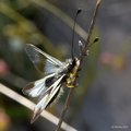  Leptirak, Asc&hellip;