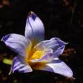 Romulea bulboc&hellip;