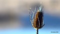 Češljugovina, &hellip;