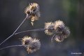 Čičak, Arctium&hellip;