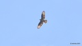 Škanjac, Buteo&hellip;