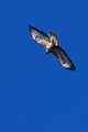 Škanjac, Buteo&hellip;