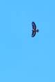 Škanjac, Buteo&hellip;