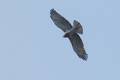 Škanjac, Buteo&hellip;