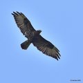Škanjac, Buteo&hellip;