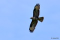 Škanjac, Buteo&hellip;