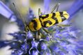 Chlorophorus v&hellip;