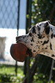 Doga pozer, ov&hellip;
