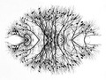 Eye of the Nat&hellip;