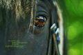 An animal'&hellip;