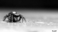 SpiderView