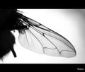 wing ( take II&hellip;
